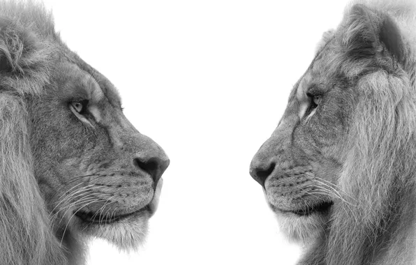 Profile, lions, brothers, mane