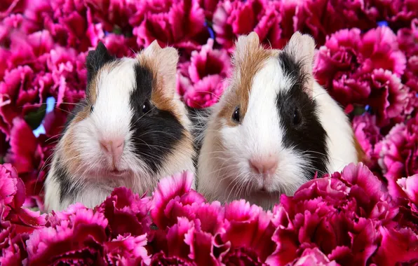 Petals, a couple, Guinea pigs