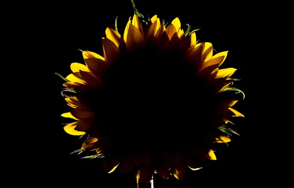 Sunflowers, flowers, petals, silhouette