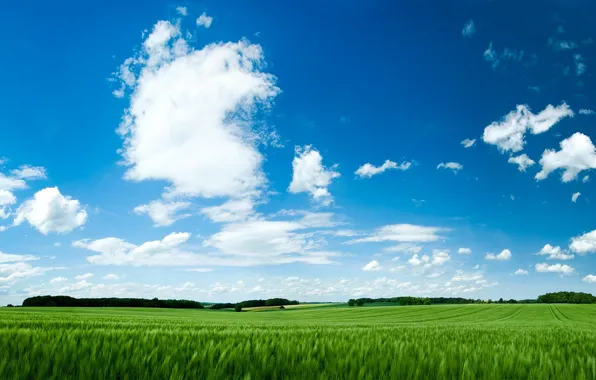 Field, the sky, grass, green, green field