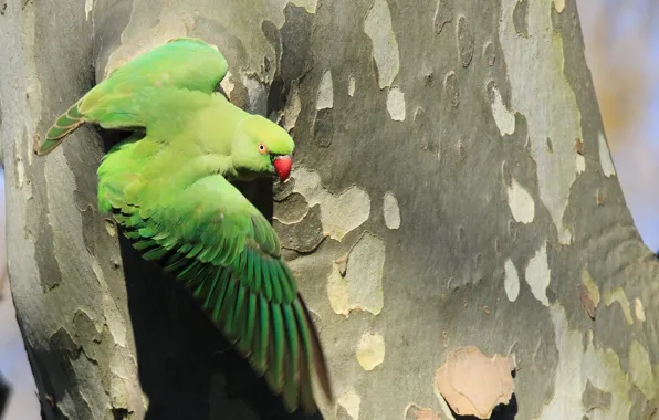 Tree, parrot, trunk, bark