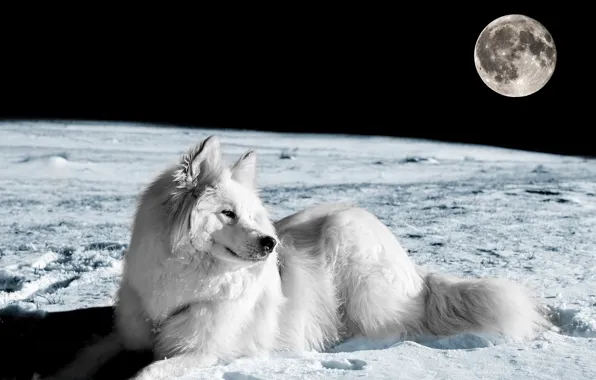 Look, each, the moon, dog