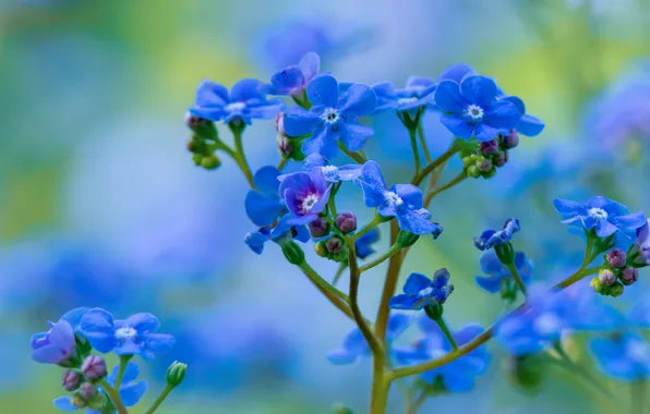 Flowers, sprig, spring, blue, blur, blue, bokeh, forget-me-nots