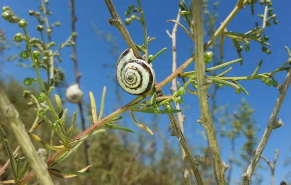 Picture summer, Snail, weed, twigs, the sky is blue