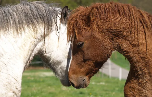 Horse, horse, stallion, mane, mammals, Mare, curly, later