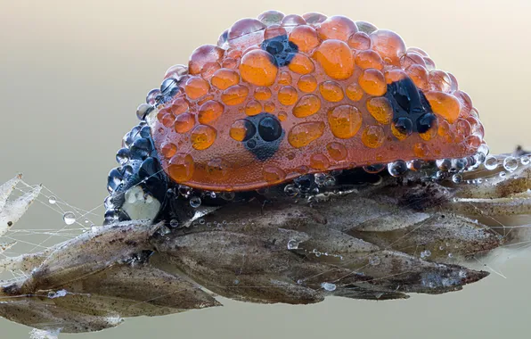 Drops, macro, ladybug