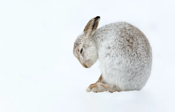 Nature, background, Mountain Hare