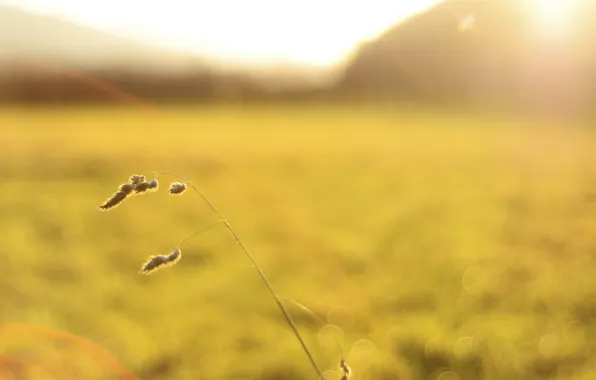 Grass, light, nature