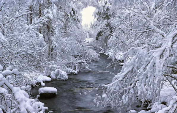 Winter, forest, snow, trees, river, Sweden, Sweden, Dalarna
