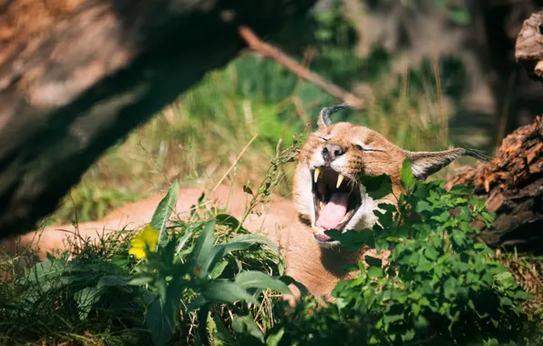 Cat, grass, mouth, yawns, Caracal, steppe lynx