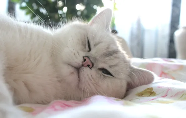 White, eyes, cat, the sun, mood, animal, day, blue eyes