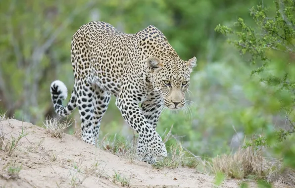 Picture predator, leopard, Africa, wild cat