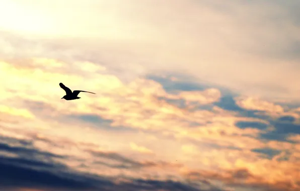 Picture the sky, freedom, clouds, flight, background, widescreen, bird, Wallpaper