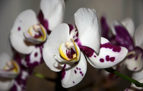 Flower, purple, Orchid, pot, Phalaenopsis
