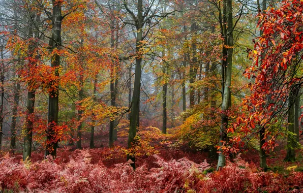 Wallpaper red foliage, trees, foliage, fern, thickets, the colors of autumn, branches, autumn