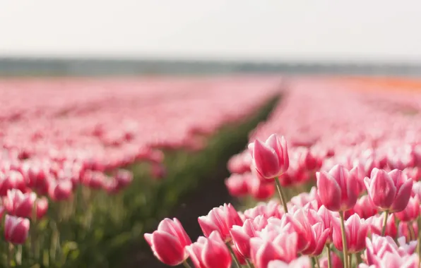 Picture field, summer, flowers, nature, photo, Wallpaper, tulips, picture
