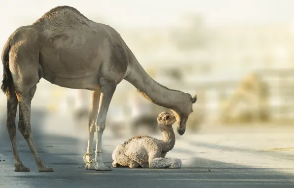 Nature, background, camels