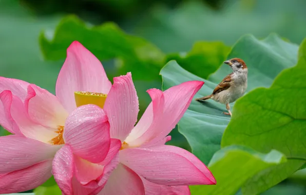 Flower, leaves, bird, petals, Lotus, Sparrow