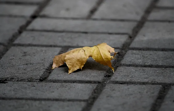 Autumn, sheet, the sidewalk