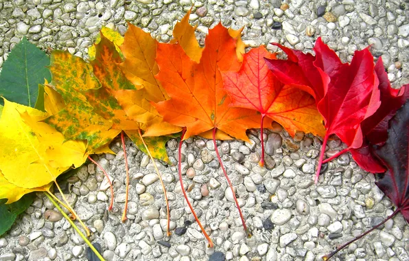 Autumn, leaves, stones, rainbow, maple
