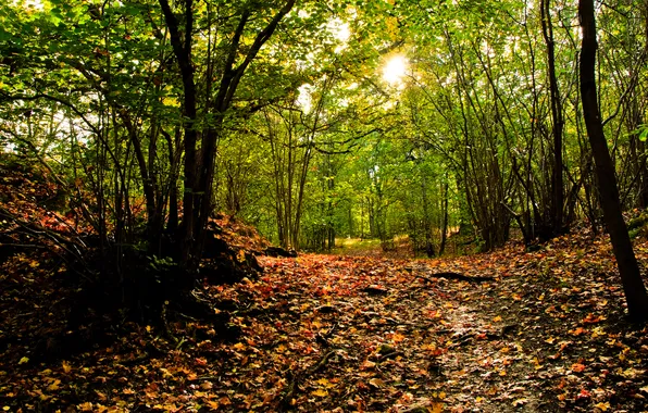 Picture autumn, forest, the sun, nature, foliage