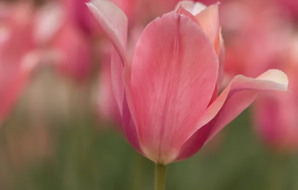 Macro, pink, Tulip, petals, Bud