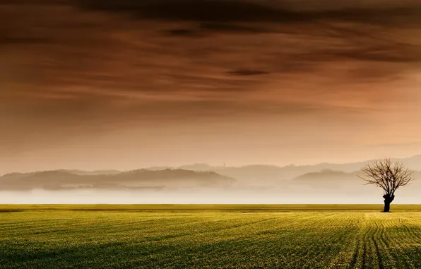Field, trees, landscape, sunset