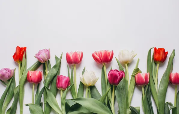 Flowers, colorful, tulips, pink, white, white, fresh, pink