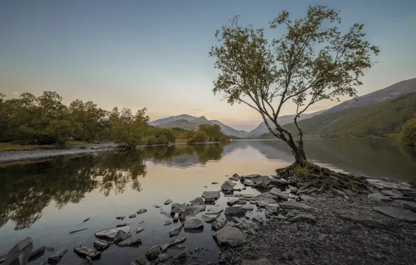 Wallpaper pond, shore, stones, trees