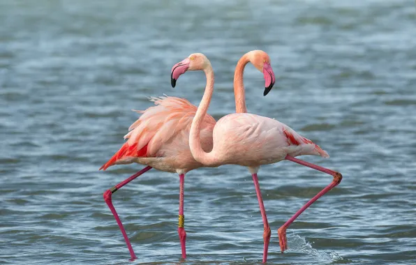Picture water, birds, a couple, Duo, Flamingo