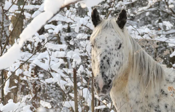 Picture winter, forest, face, snow, horse, horse