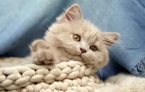Cat, look, pose, kitty, grey, baby, lies, face