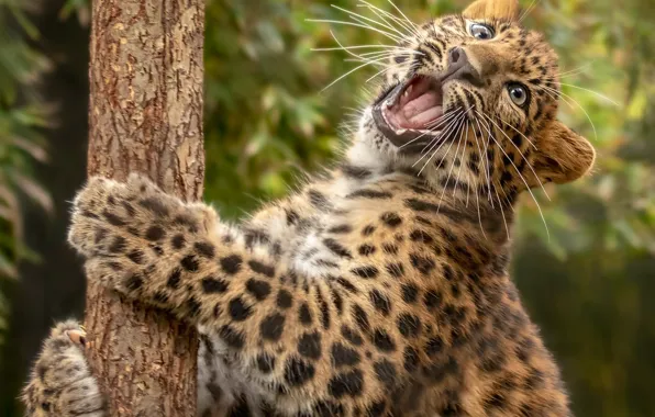 Leopard, cub, kitty, wild cat