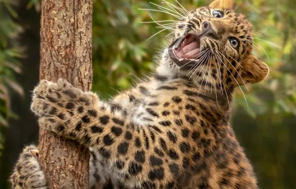 Picture leopard, cub, kitty, wild cat