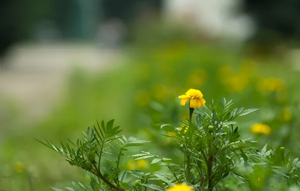 Grass, flowers, meadow, marigolds