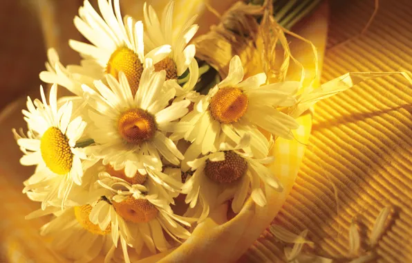 BACKGROUND, PETALS, FABRIC, MACRO, WHITE, CHAMOMILE, BOUQUET