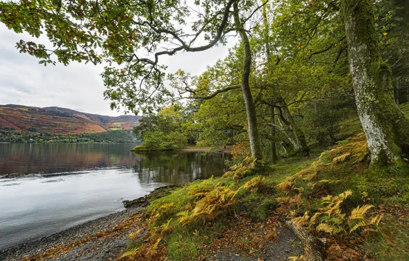 Autumn, nature, lake