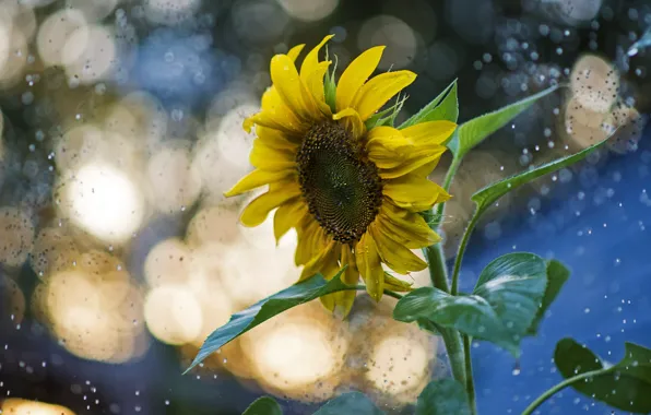 Flower, drops, light, squirt, rain, sunflower, blue background, bokeh