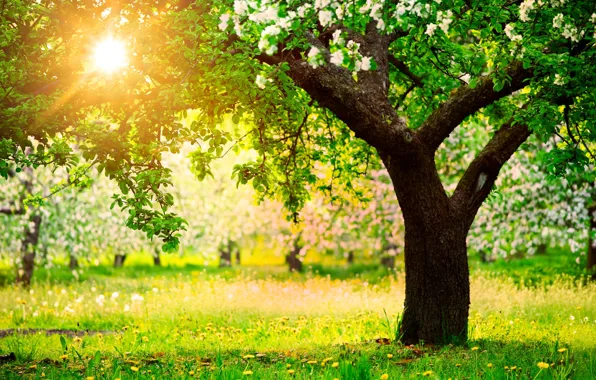 Picture the sun, trees, nature, spring, garden, dandelions, Apple