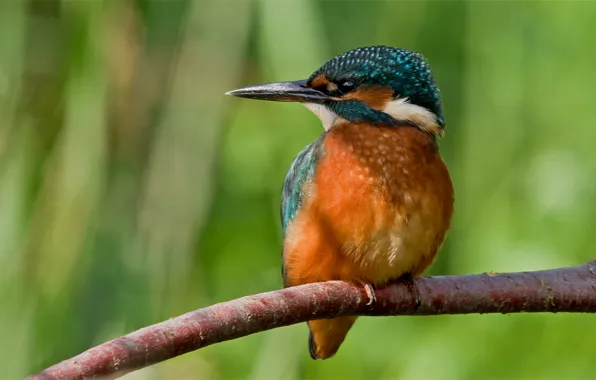 Branch, Bird, Alcedo atthis, kingfisher, common Kingfisher, Rusalochka