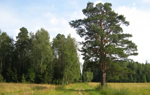 Picture the steppe, birch, Pine