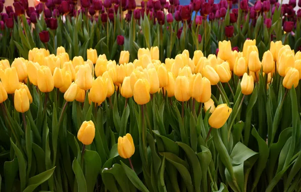 Picture flowers, yellow, spring, tulips, buds, flowerbed, a lot