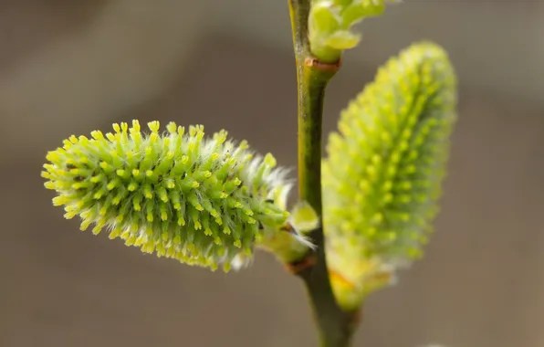 Base, spring, plant, twig