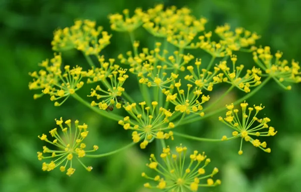 Picture macro, Greens, dill, bright, inflorescence