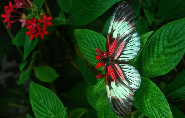 Macro, green leaves, wings, Butterfly, beautiful, flowers, closeup