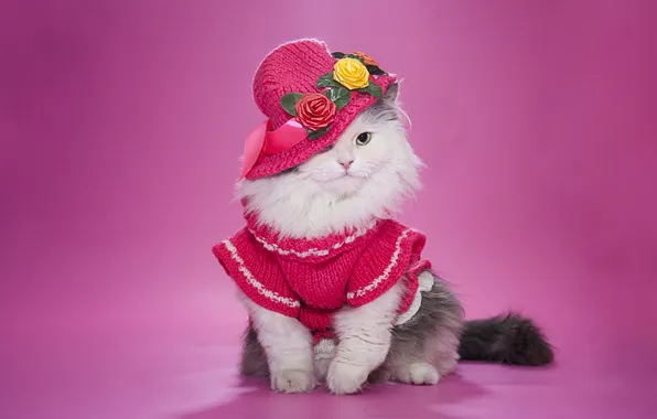Picture cat, hat, fluffy