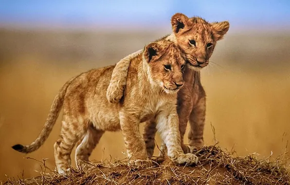 Picture animals, wildlife, Brotherly Love, Lion Cubs