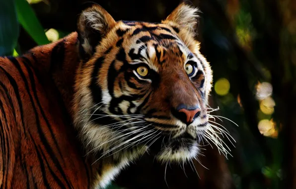 Picture eyes, look, face, tiger