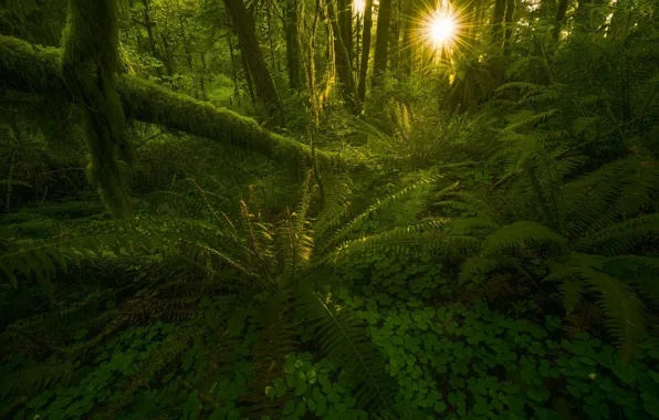 Picture Green, Sun, Forest, Beams