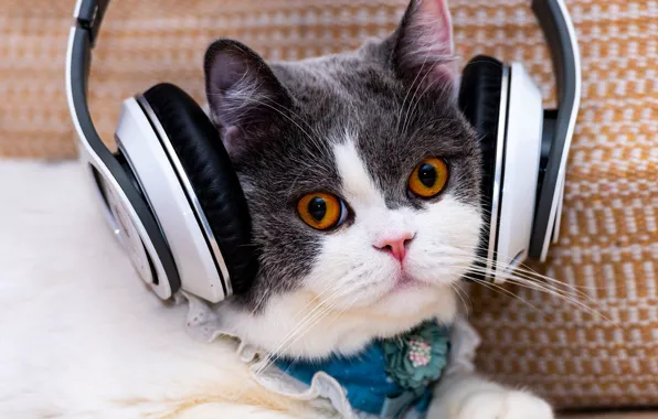 Cat, look, music, kitty, headphones, face, Dickey, grey with white